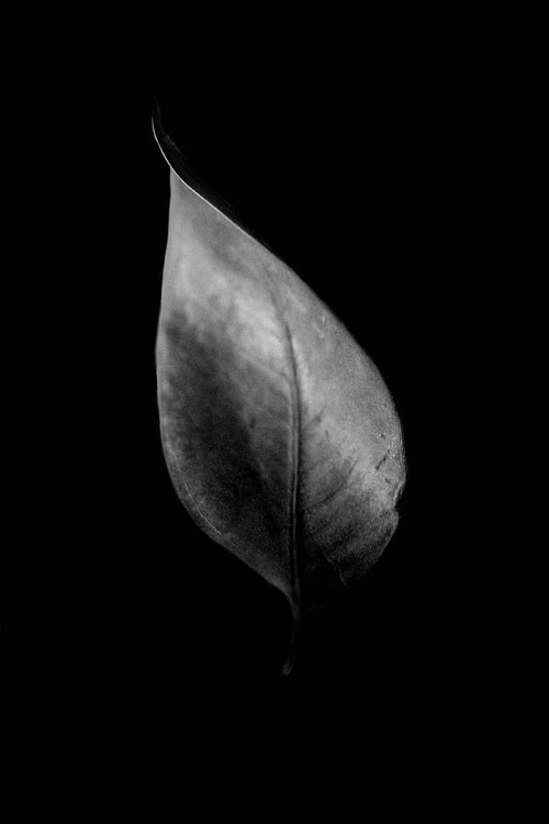 WALL STREET - AUTO DIFFUSER FRAGRANCE