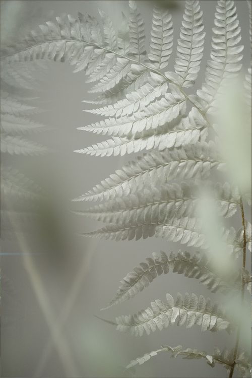 COLD PROTECT - AUTO DIFFUSER FRAGRANCE